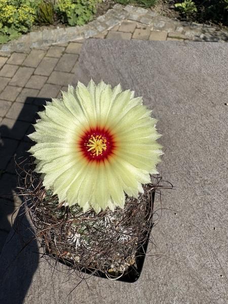 Astrophytum senile
